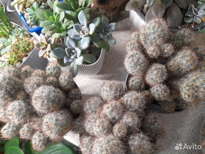 Наборы с суккулентами, кактусы