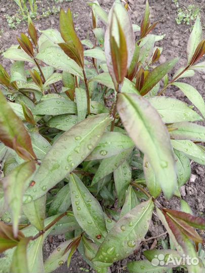 Флоксы многолетние