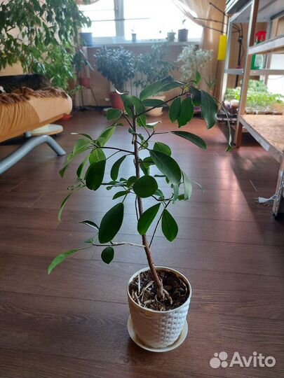 Фикус тоннинги