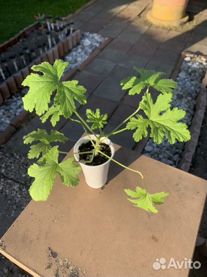 Пеларгония душистая