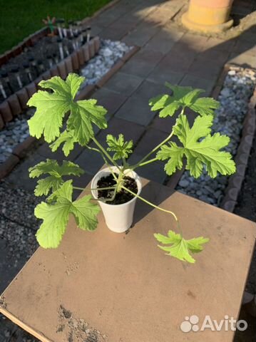 Пеларгония душистая