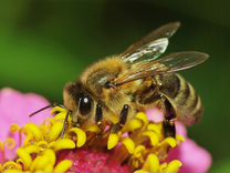 Пчелы Пчелопакет среднерусская