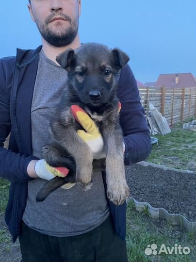 Отдадим щенков