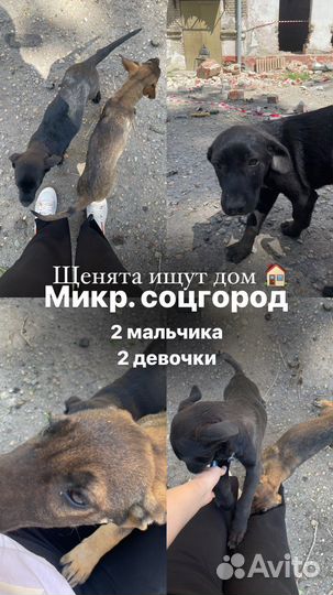 Собака в добрые руки