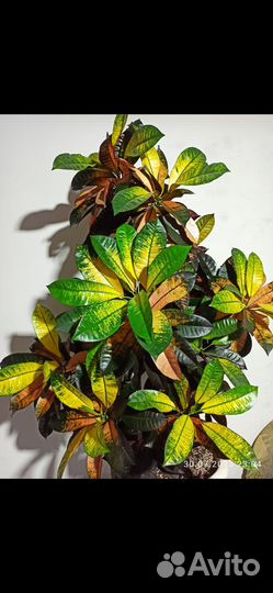 Кротон миссис айстон