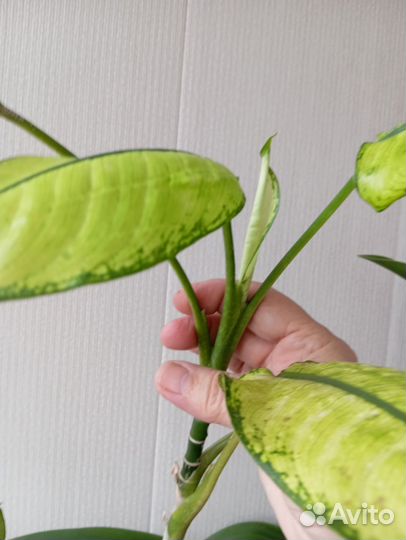 Диффенбахия