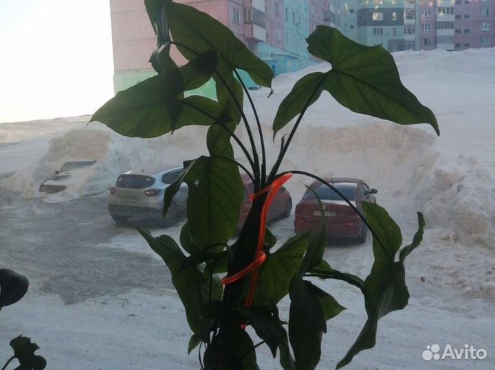 Комнатные цветы