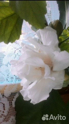 Сирийский гибискус