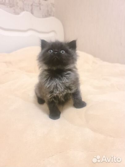 Котята британские
