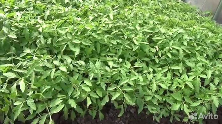 Рассада томатов