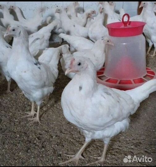 Курочки