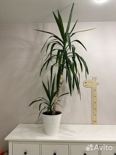 Пальма юкка