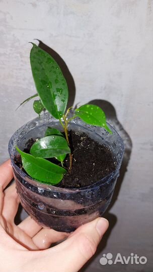 Фикус бенджамина - разные сорта - все по 100