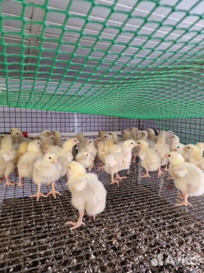Цыплята бройлер,простые. гусята, утята.индюшата