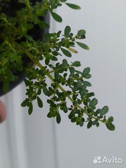 Пилея мелколистная