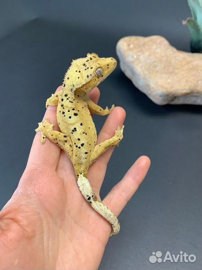 Реснитчатый бананоед самка (145)