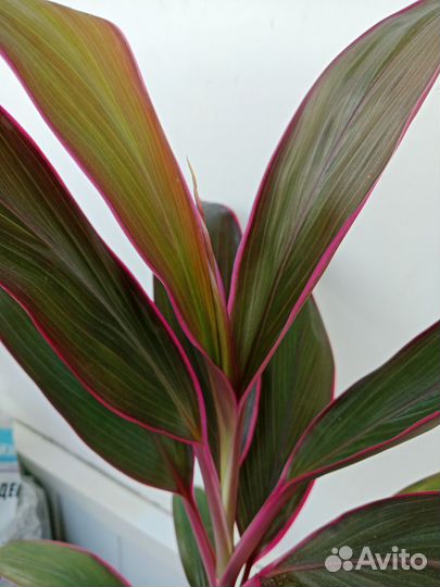 Кордилина Танго