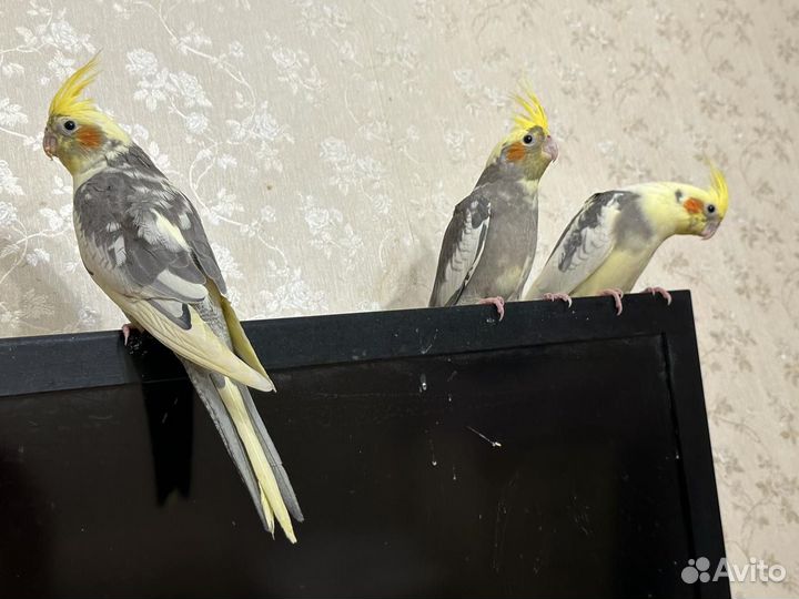 Попугай Корелла