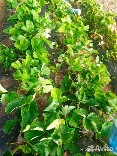 Рассада клубники