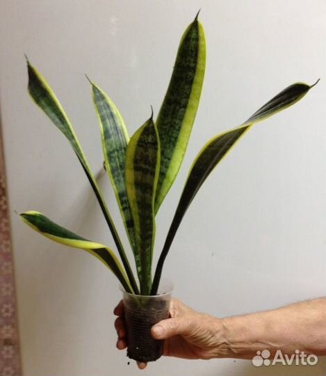 Сингониумы Панда, Сансевьера