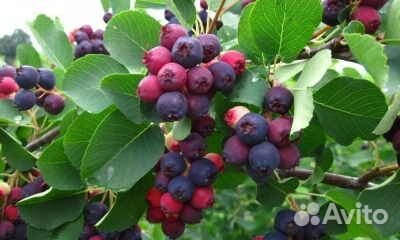 Ирга, Смородина белая,красная,черная саженцы