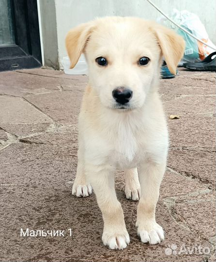 Маленькие собачки щенята