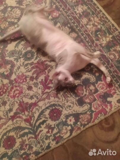 Отдам бесплатно кота