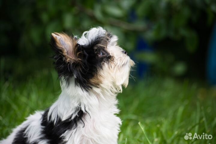 Бивер йорк мини