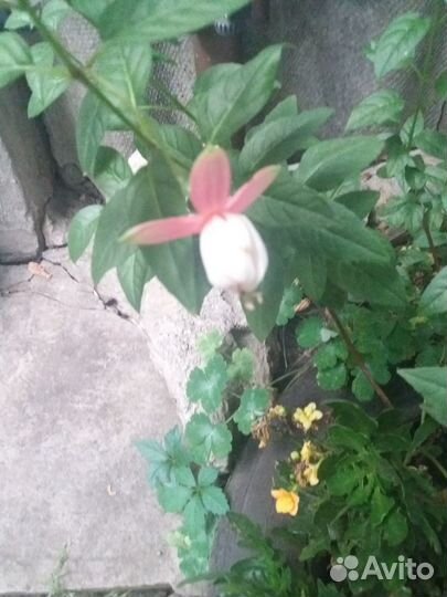 Каланхоэ,фуксия,белоперонне,бальзамин,спатифиллум