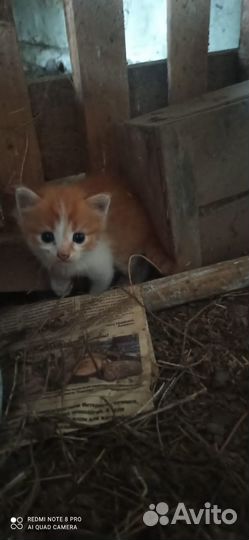 Отдам в добрые руки