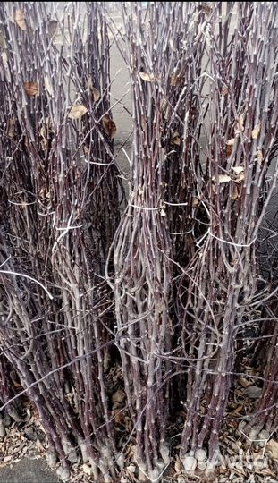 Саженцы яблони айдаред джеромин