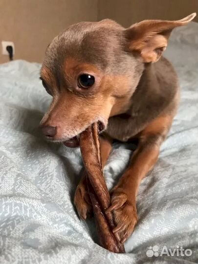 Корм для собак. Прямые производители