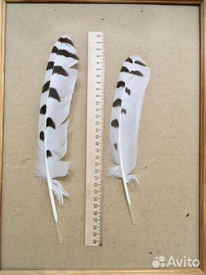 Перья хищных птиц