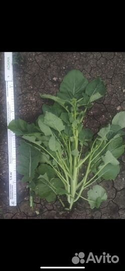 Семена рапса