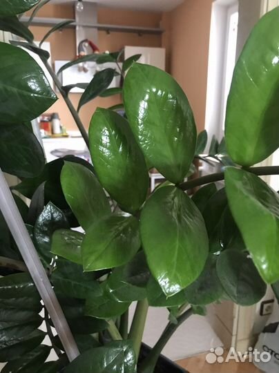 Замиокулькас