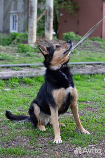 Собака-компаньон Клоди в добрые руки