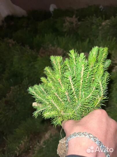 Саженцы ели зкс