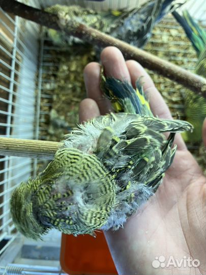 Волнистые попугаи чехи