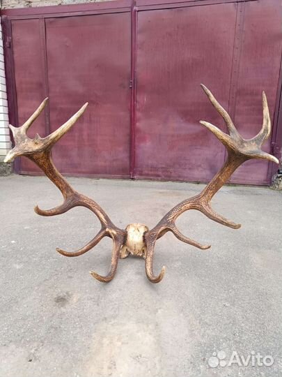 Рога оленя с черепом