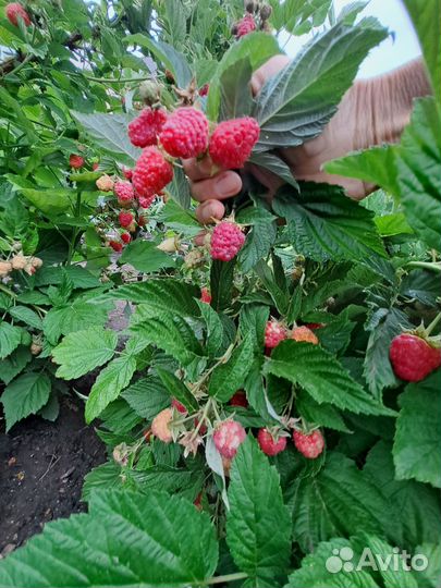 Саженцы малинового дерева