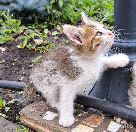 Котенок-мальчик