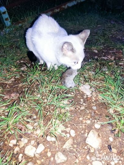 Котенок девочка мышеловка