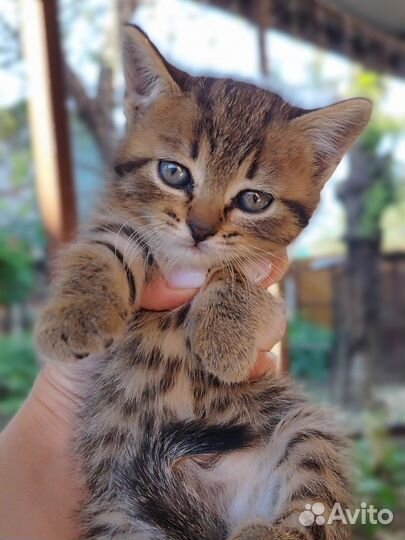 Британская кошка