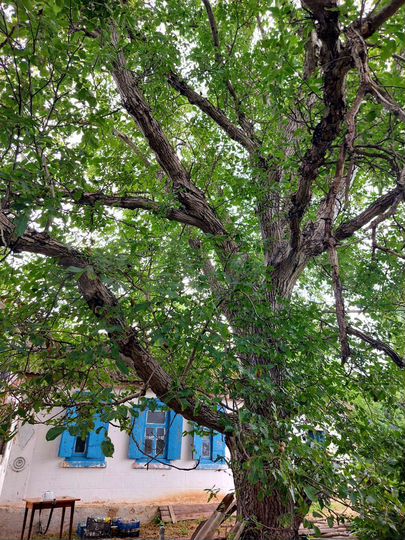 Участок 28 сот. (ИЖС)