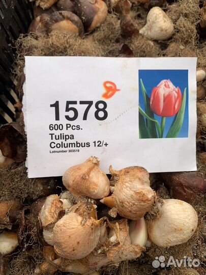 Тюльпан после выгонки