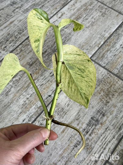 Эпипремнум sp variegated