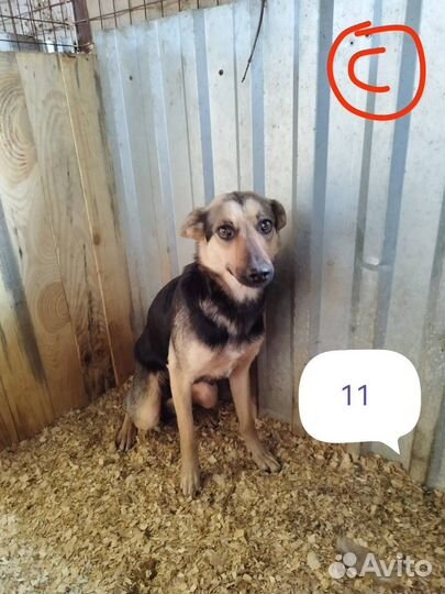 Красивая рыжая ласковая собака