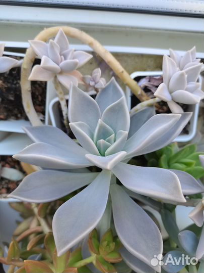 Суккуленты (graptopetalum paraguauense)
