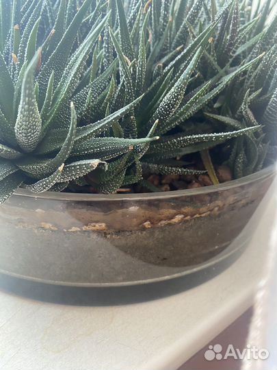 Суккуленты