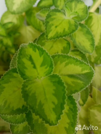 Комнатные растения